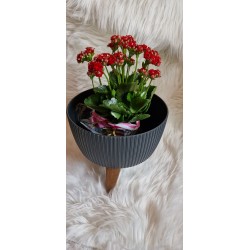 Doniczka misa Roma kolor antracyt