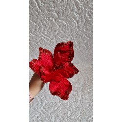 Poinsecja czerwona, gwiazda betlejemska czerwona