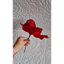 Poinsecja czerwona, gwiazda betlejemska czerwona