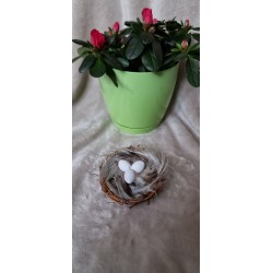 Gniazdko z piórkami i 3 jajka