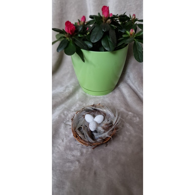 Gniazdko z piórkami i 3 jajka