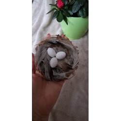 Gniazdko z piórkami i 3 jajka