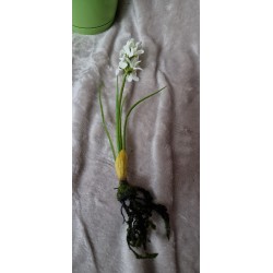 Biały sztuczny Hiacynt z korzeniami z mchu i cebulką