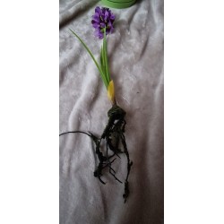 Fioletowy sztuczny Hiacynt z korzeniami z mchu i cebulką