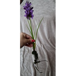 Fioletowy sztuczny Hiacynt z korzeniami z mchu i cebulką