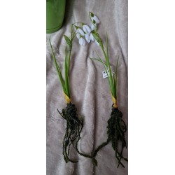 Przebiśnieg z korzeniami i mchem