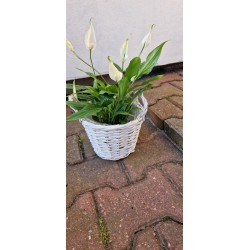 Koszyk wiklinowy, osłonka wiklinowa - kolor biały z uszkami