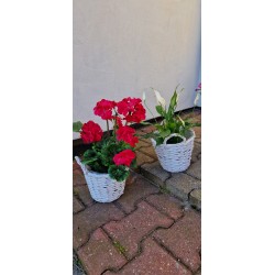 Koszyk wiklinowy, osłonka wiklinowa - kolor biały z uszkami