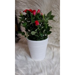 Biała ceramiczna osłonka storczyk 13 cm