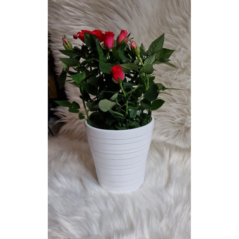 Biała ceramiczna osłonka storczyk 13 cm