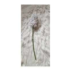 Kwiat hiacynt biały główka