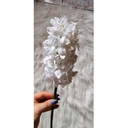 Kwiat hiacynt biały główka