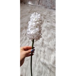 Kwiat hiacynt biały główka