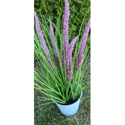 Trawa pampasowa fioletowe kwiatostany wraz z metalową osłonką