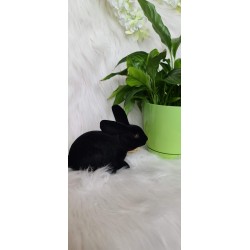 Zając siedzący czarny flokowany 15cm x 12 cm