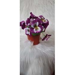 Bratki w doniczce - fioletowe