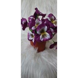 Bratki w doniczce - fioletowe